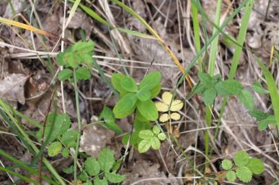 Fotografia da espécie Hypericum montanum