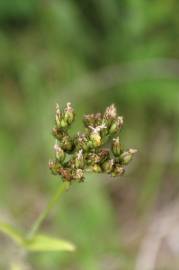 Fotografia da espécie Hypericum montanum