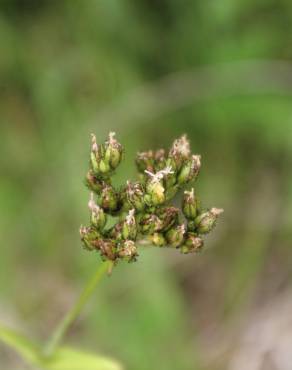 Fotografia 6 da espécie Hypericum montanum no Jardim Botânico UTAD