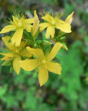 Fotografia 7 da espécie Hypericum montanum no Jardim Botânico UTAD