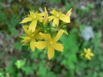 Fotografia da espécie Hypericum montanum