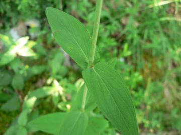 Fotografia da espécie Hypericum montanum