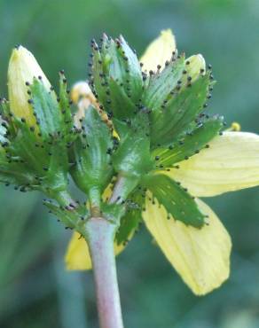 Fotografia 9 da espécie Hypericum montanum no Jardim Botânico UTAD