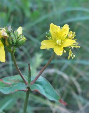 Fotografia 10 da espécie Hypericum montanum no Jardim Botânico UTAD