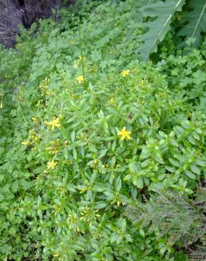 Fotografia 12 da espécie Hypericum montanum no Jardim Botânico UTAD