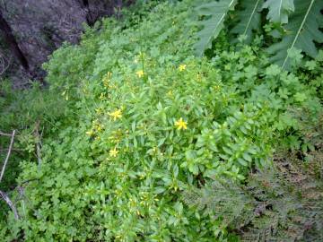 Fotografia da espécie Hypericum montanum