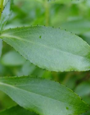 Fotografia 13 da espécie Hypericum montanum no Jardim Botânico UTAD