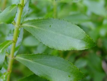 Fotografia da espécie Hypericum montanum