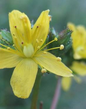 Fotografia 14 da espécie Hypericum montanum no Jardim Botânico UTAD