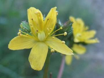 Fotografia da espécie Hypericum montanum