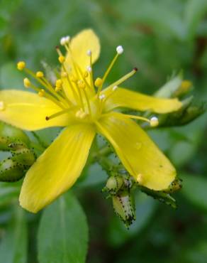 Fotografia 15 da espécie Hypericum montanum no Jardim Botânico UTAD