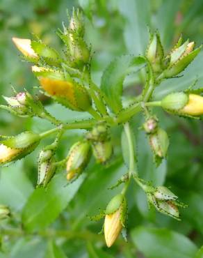 Fotografia 16 da espécie Hypericum montanum no Jardim Botânico UTAD