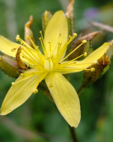 Fotografia de capa Hypericum montanum - do Jardim Botânico