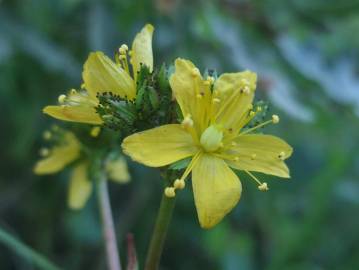 Fotografia da espécie Hypericum montanum