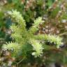 Fotografia 8 da espécie Sedum sediforme do Jardim Botânico UTAD