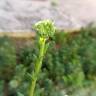 Fotografia 10 da espécie Sedum sediforme do Jardim Botânico UTAD