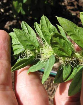 Fotografia 9 da espécie Spinacia oleracea no Jardim Botânico UTAD