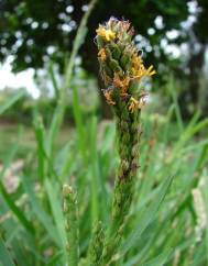 Stenotaphrum secundatum