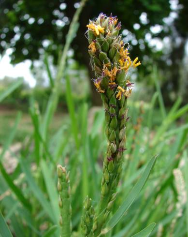 Fotografia de capa Stenotaphrum secundatum - do Jardim Botânico