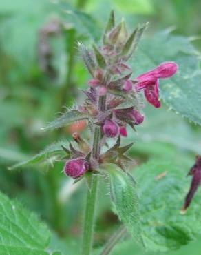 Fotografia 10 da espécie Stachys sylvatica no Jardim Botânico UTAD