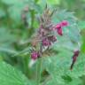 Fotografia 10 da espécie Stachys sylvatica do Jardim Botânico UTAD