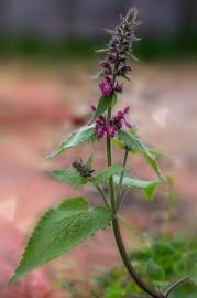 Fotografia da espécie Stachys sylvatica