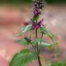 Fotografia 11 da espécie Stachys sylvatica do Jardim Botânico UTAD