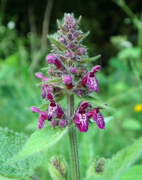 Fotografia 12 da espécie Stachys sylvatica no Jardim Botânico UTAD