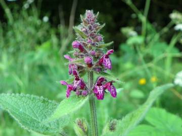 Fotografia da espécie Stachys sylvatica