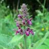 Fotografia 12 da espécie Stachys sylvatica do Jardim Botânico UTAD