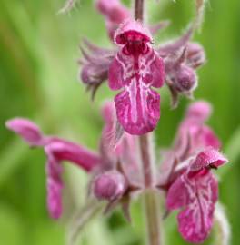 Fotografia da espécie Stachys sylvatica