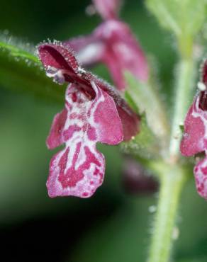 Fotografia 14 da espécie Stachys sylvatica no Jardim Botânico UTAD