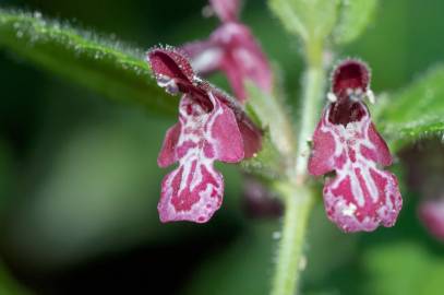 Fotografia da espécie Stachys sylvatica