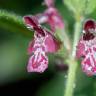 Fotografia 14 da espécie Stachys sylvatica do Jardim Botânico UTAD