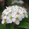 Fotografia 6 da espécie Spiraea cantoniensis do Jardim Botânico UTAD