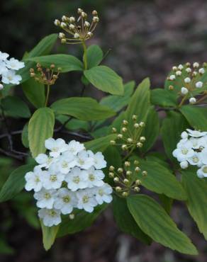 Fotografia 7 da espécie Spiraea cantoniensis no Jardim Botânico UTAD