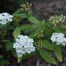 Fotografia 7 da espécie Spiraea cantoniensis do Jardim Botânico UTAD