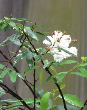 Fotografia 8 da espécie Spiraea cantoniensis no Jardim Botânico UTAD