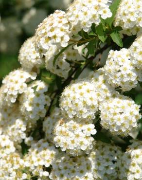 Fotografia 1 da espécie Spiraea cantoniensis no Jardim Botânico UTAD