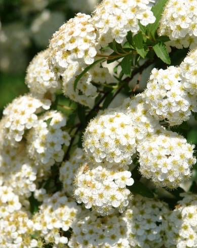 Fotografia de capa Spiraea cantoniensis - do Jardim Botânico