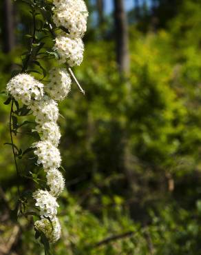 Fotografia 11 da espécie Spiraea cantoniensis no Jardim Botânico UTAD