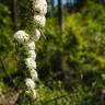 Fotografia 11 da espécie Spiraea cantoniensis do Jardim Botânico UTAD