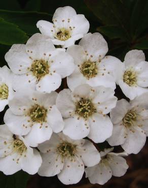 Fotografia 12 da espécie Spiraea cantoniensis no Jardim Botânico UTAD