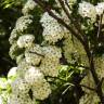 Fotografia 13 da espécie Spiraea cantoniensis do Jardim Botânico UTAD