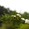 Fotografia 15 da espécie Spiraea cantoniensis do Jardim Botânico UTAD