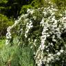 Fotografia 16 da espécie Spiraea cantoniensis do Jardim Botânico UTAD