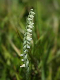 Fotografia da espécie Spiranthes spiralis