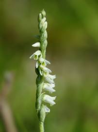 Fotografia da espécie Spiranthes spiralis