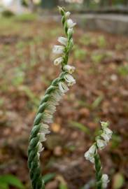 Fotografia da espécie Spiranthes spiralis