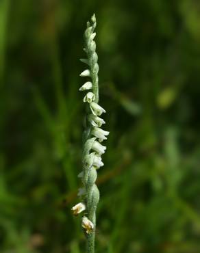 Fotografia 9 da espécie Spiranthes spiralis no Jardim Botânico UTAD